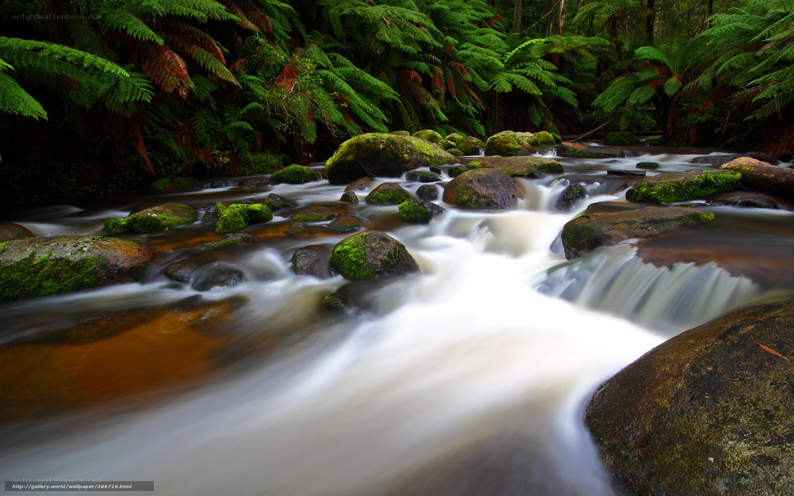 Forest stream with mossy rocks
