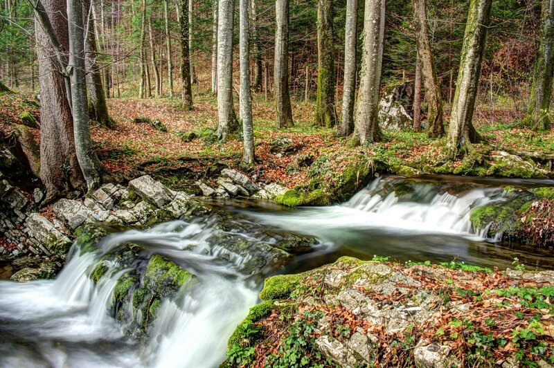 Forest stream with mossy rocks