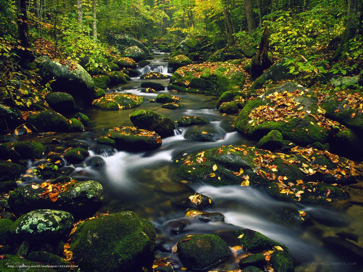 Forest stream with mossy rocks