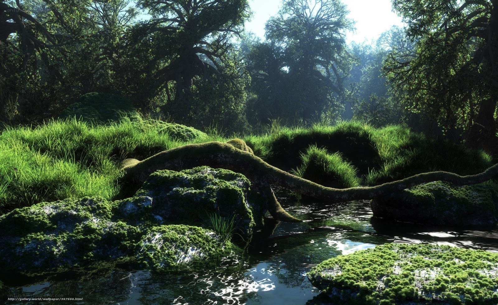 Forest stream with mossy rocks