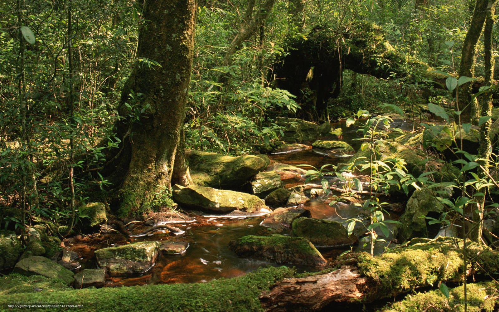 Forest stream with mossy rocks