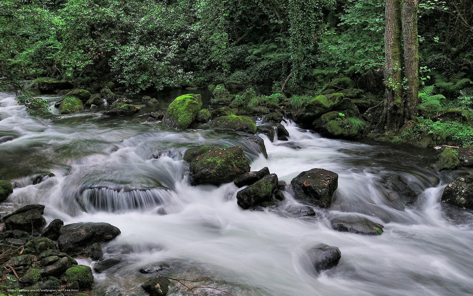 Forest stream with mossy rocks