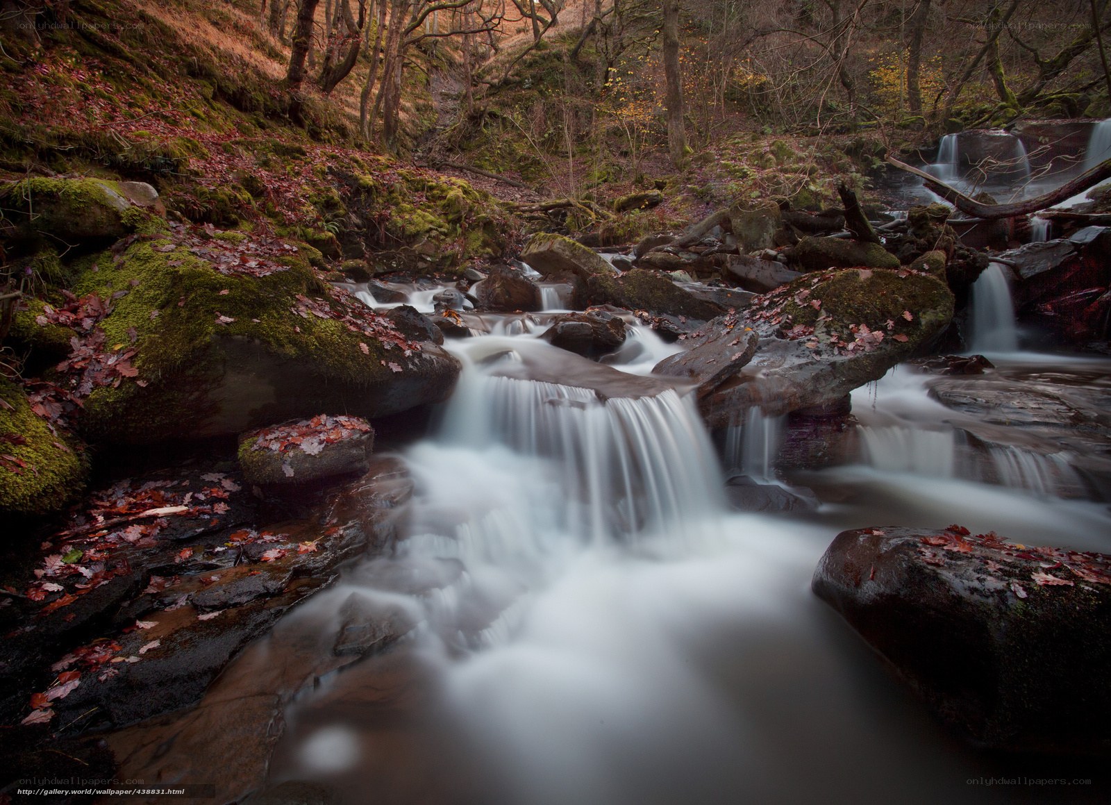 Forest stream with mossy rocks