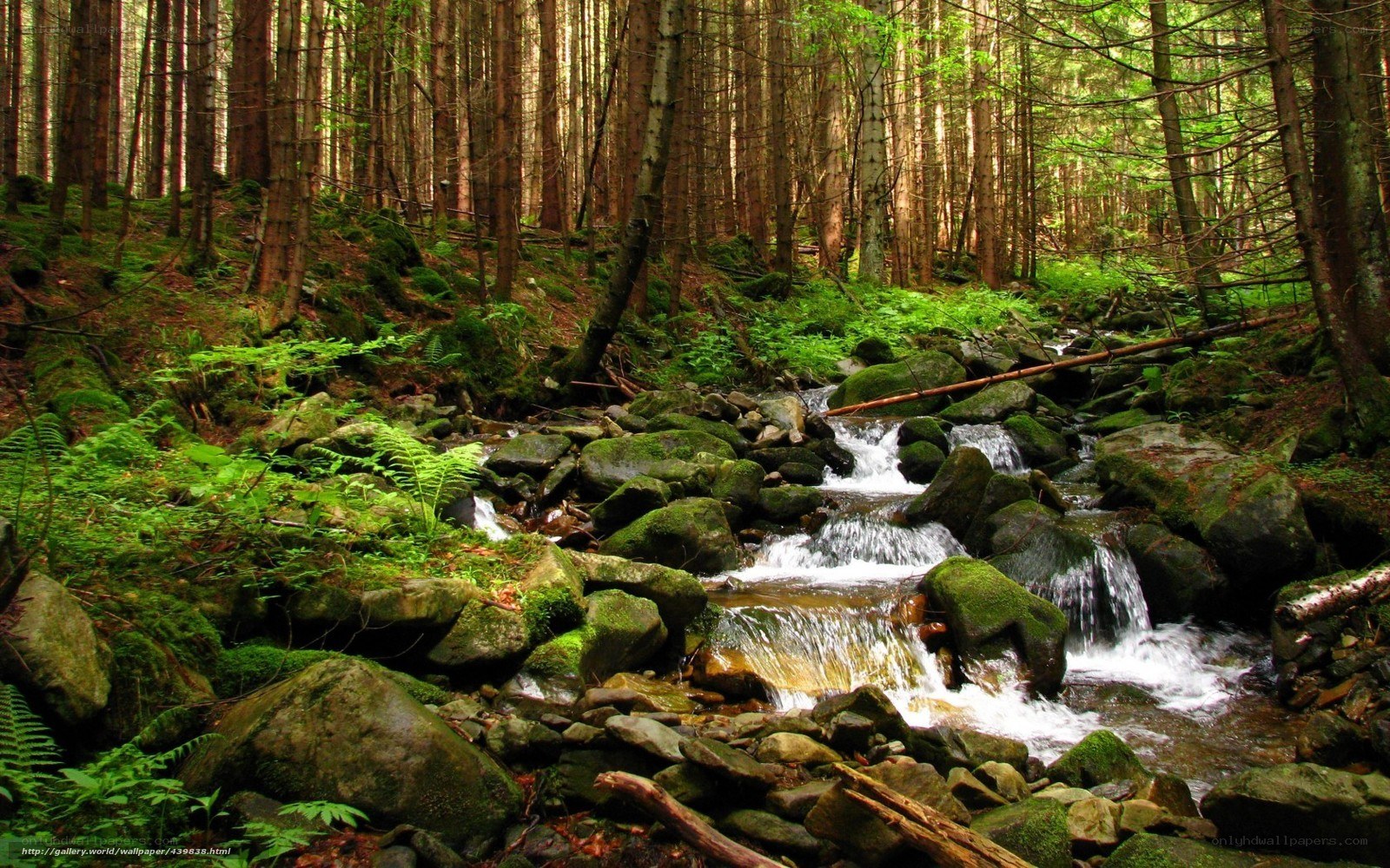 Forest stream with mossy rocks