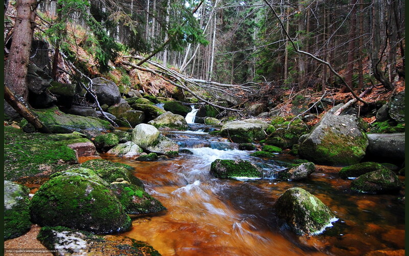 Forest stream with mossy rocks
