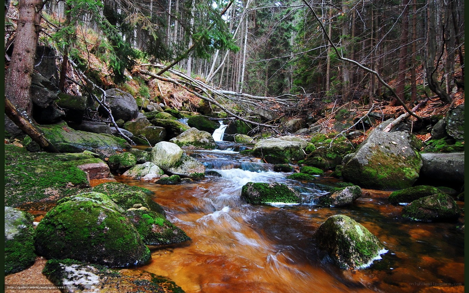 Forest stream with mossy rocks