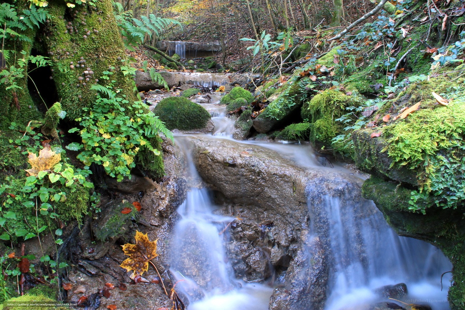 Forest stream with mossy rocks