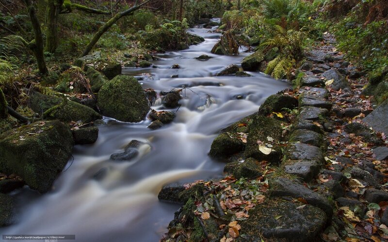 Forest stream with mossy rocks