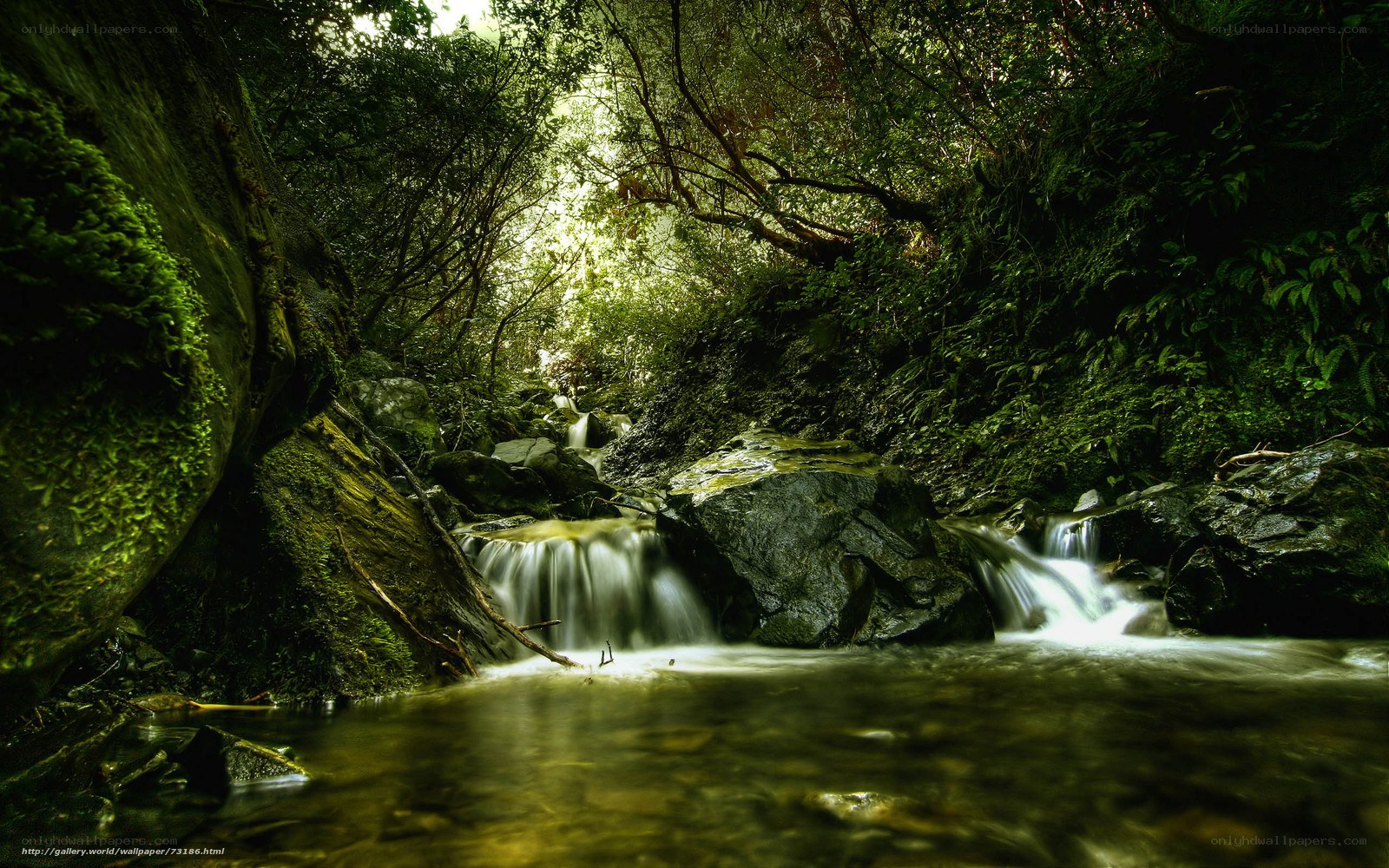 Forest stream with mossy rocks