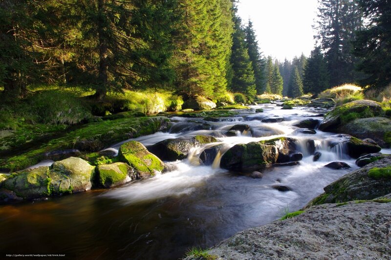 Forest stream with mossy rocks
