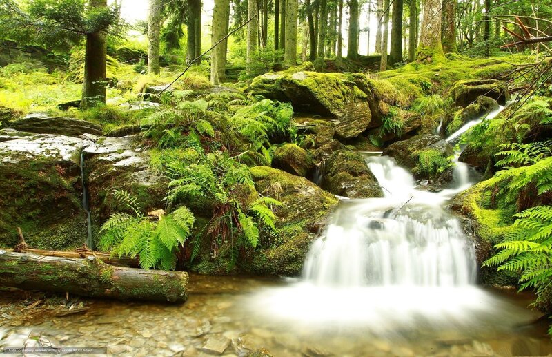 Forest stream with mossy rocks