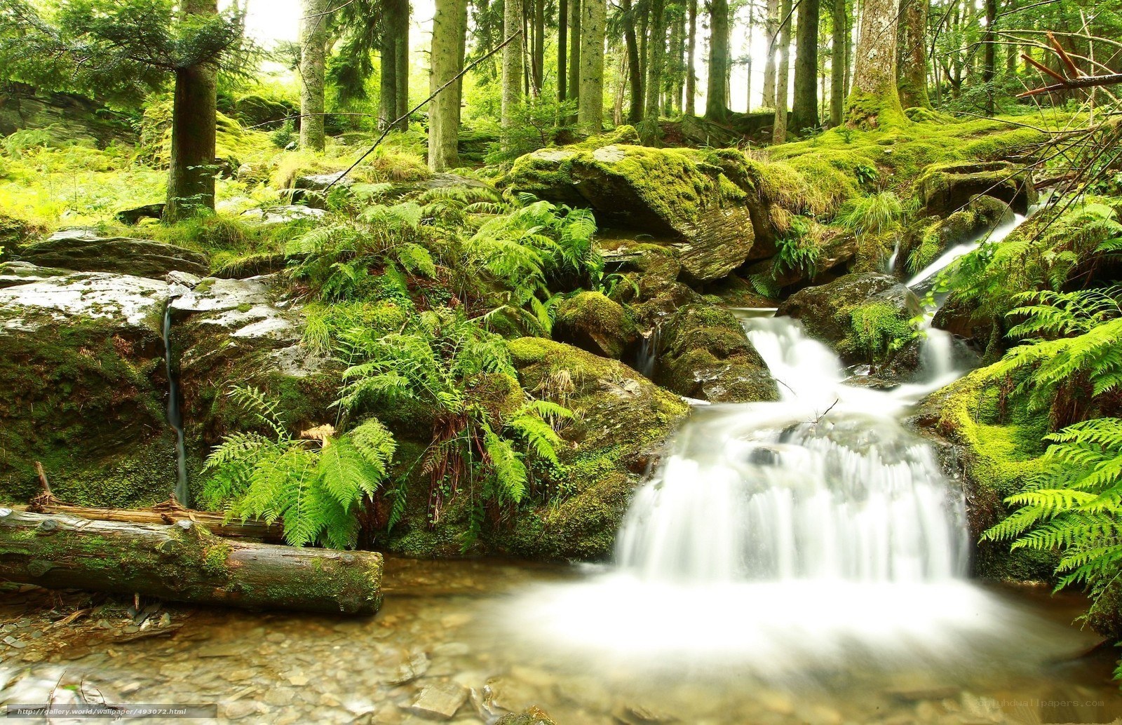 Forest stream with mossy rocks