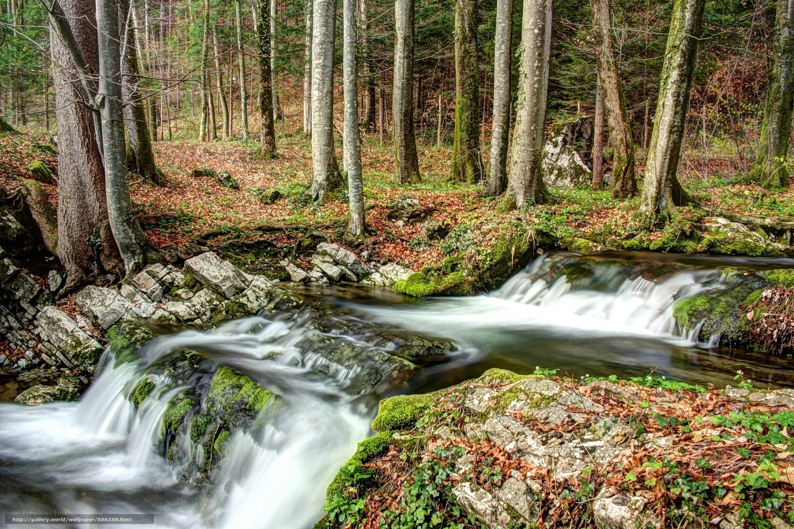 Forest stream with mossy rocks