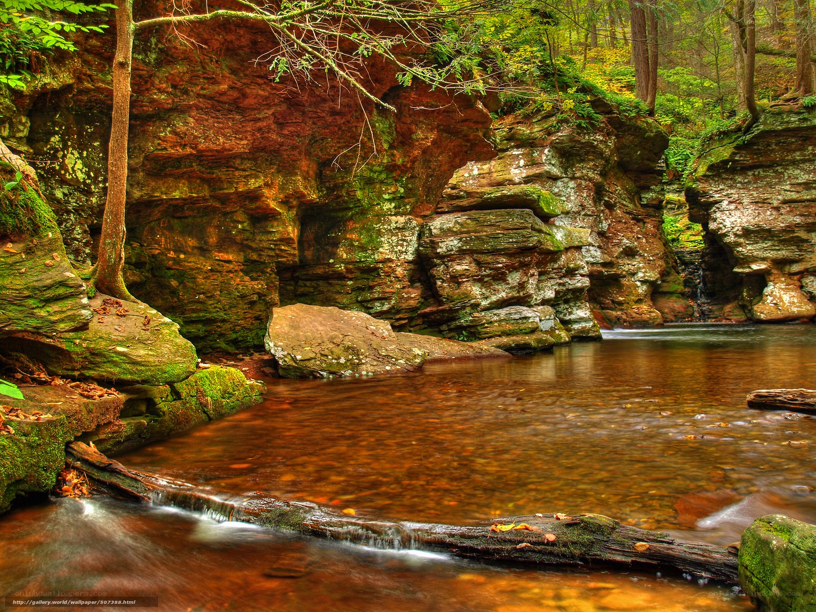 Forest stream with mossy rocks