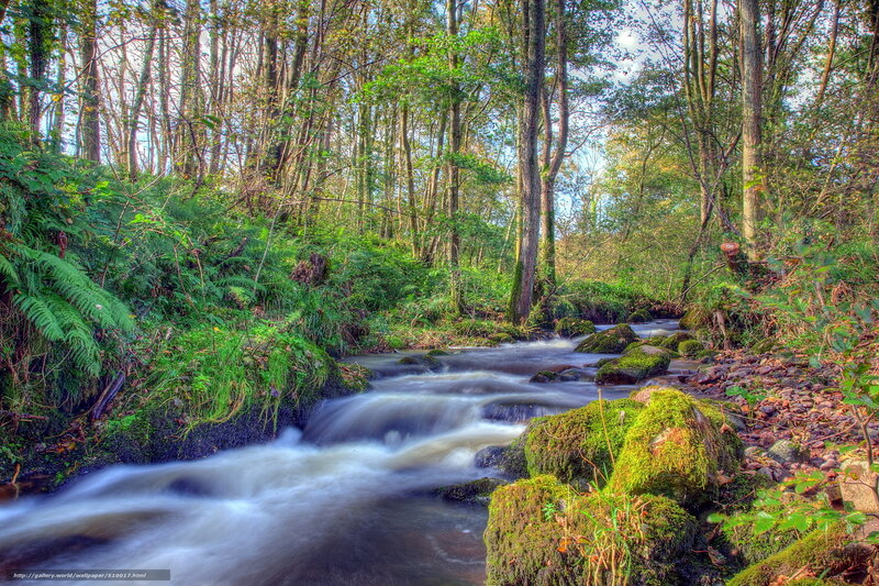 Forest stream with mossy rocks
