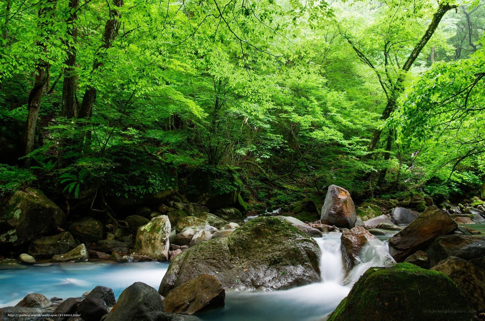 Forest stream with mossy rocks