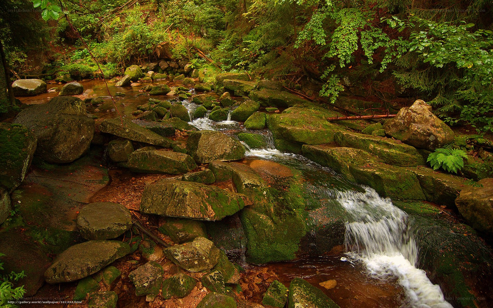 Forest stream with mossy rocks