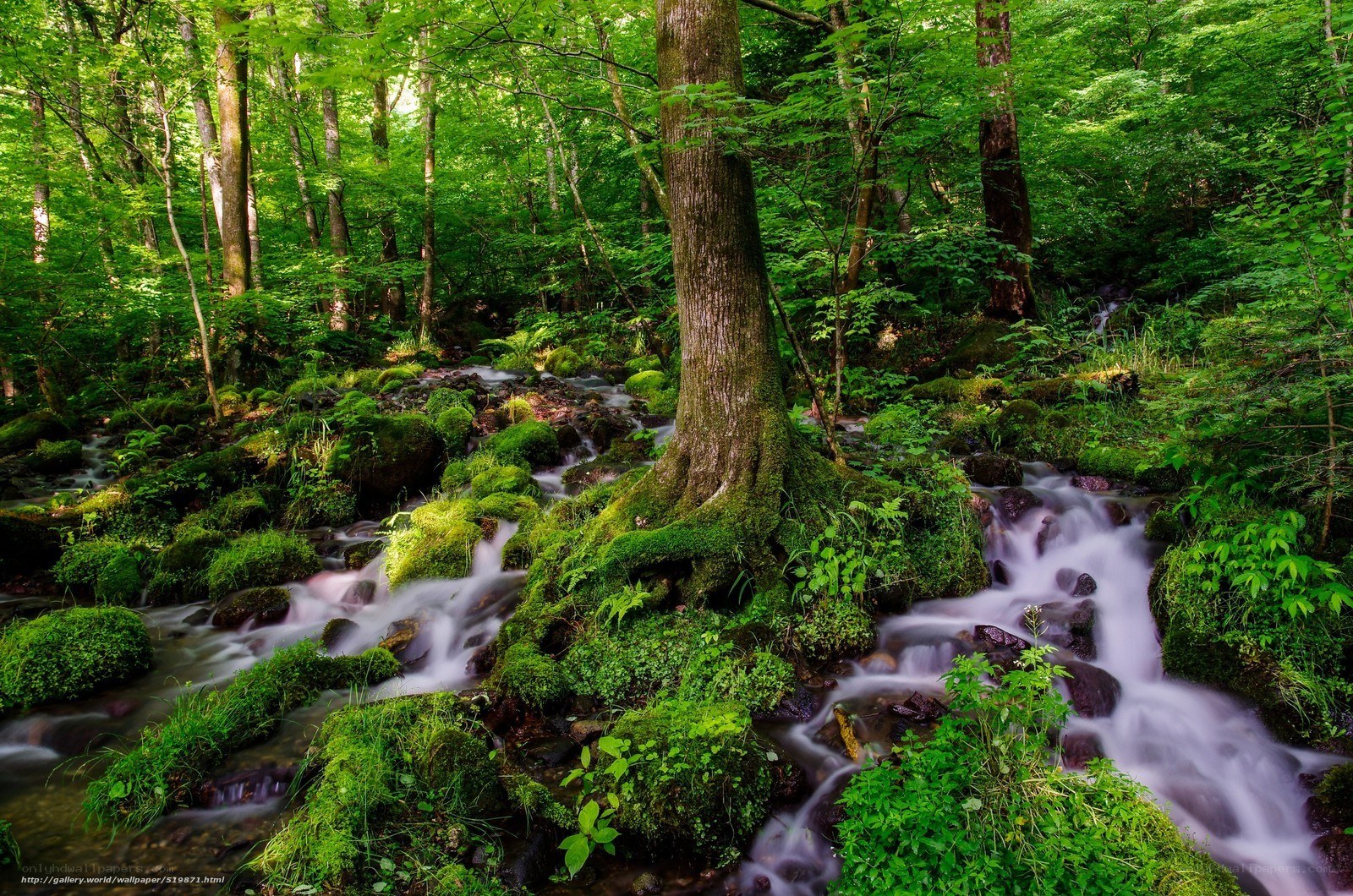 Forest stream with mossy rocks