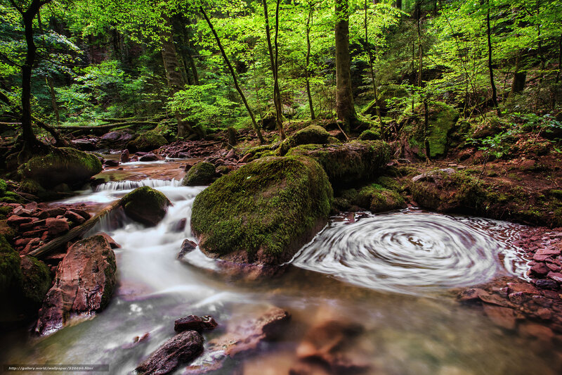 Forest stream with mossy rocks