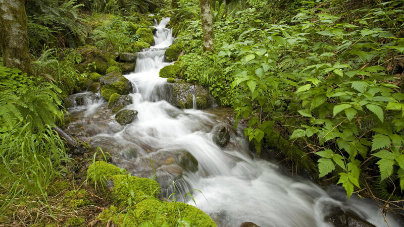 Forest stream with mossy rocks