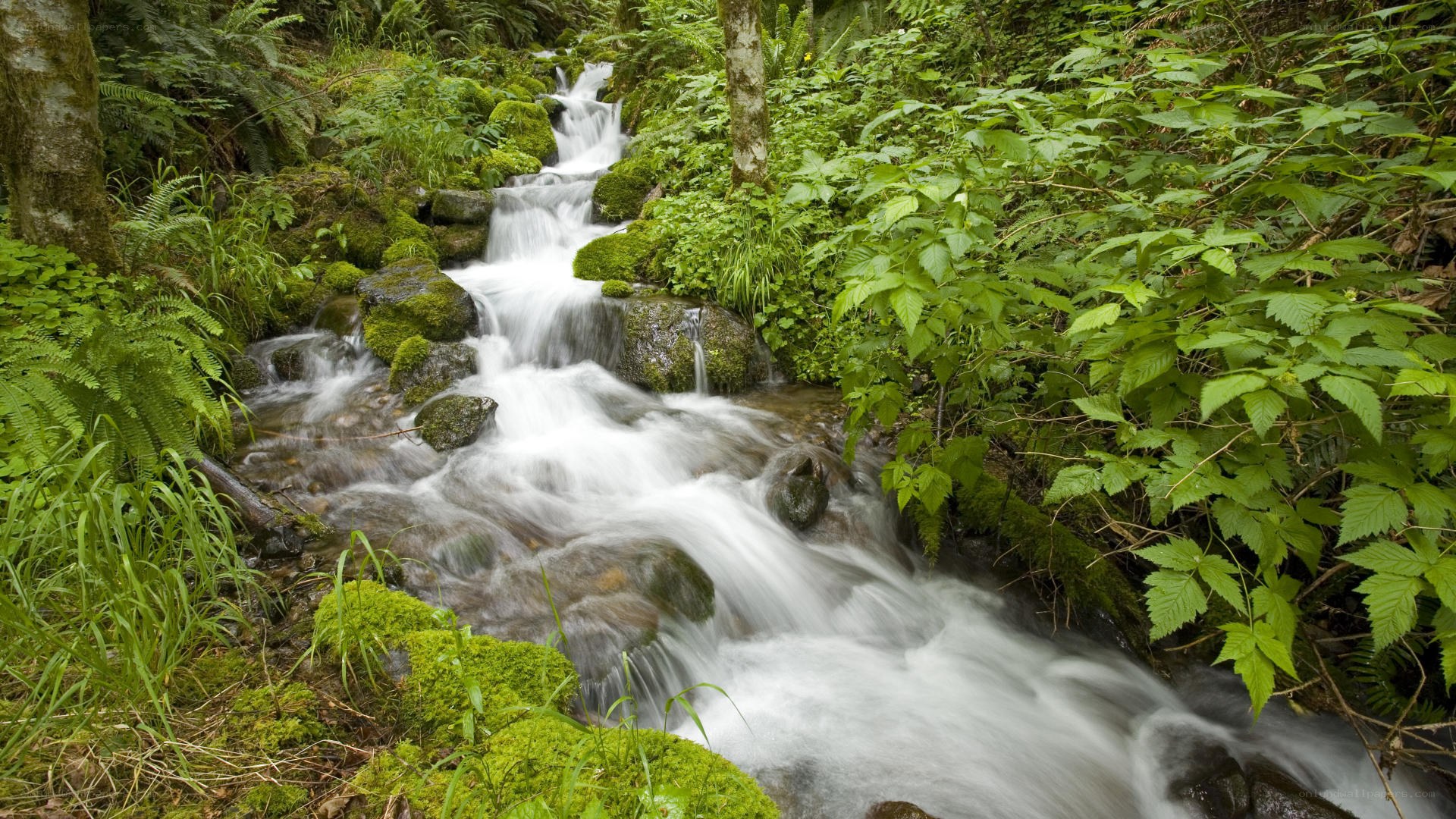 Forest stream with mossy rocks
