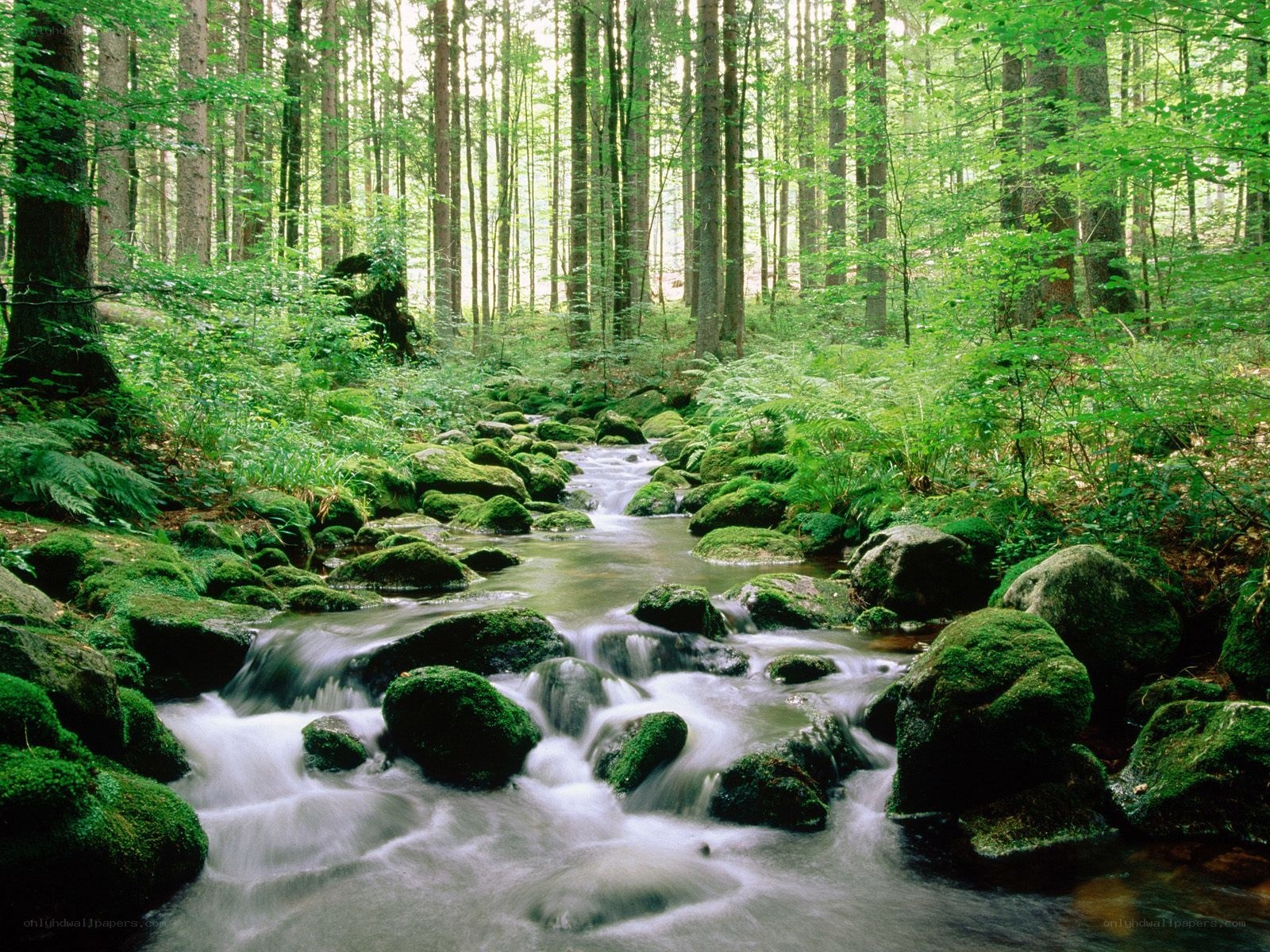 Forest stream with mossy rocks