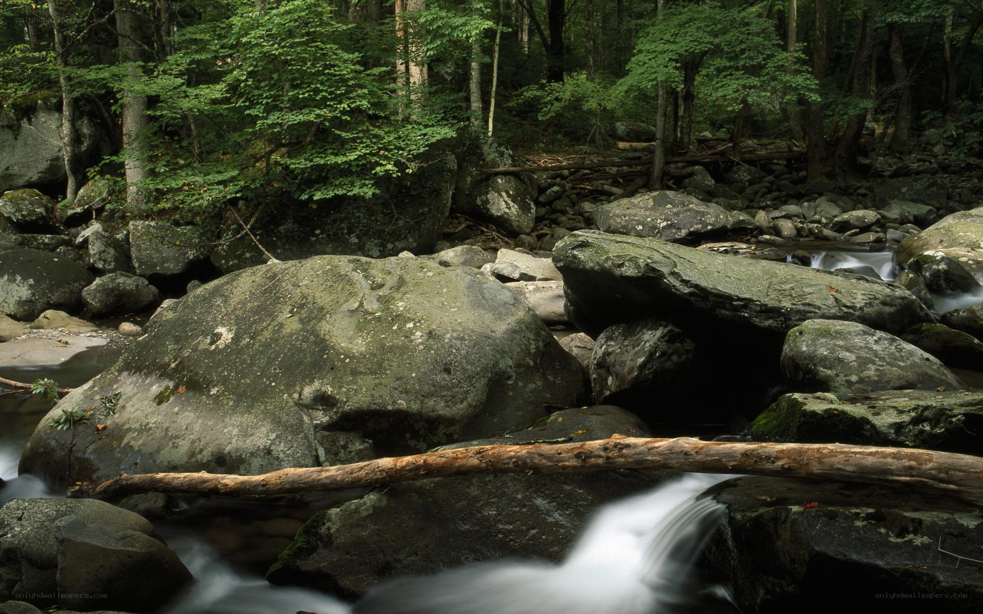 Forest stream with mossy rocks