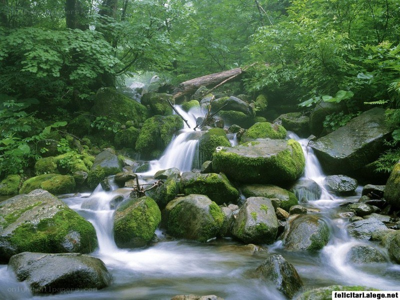 Forest stream with mossy rocks