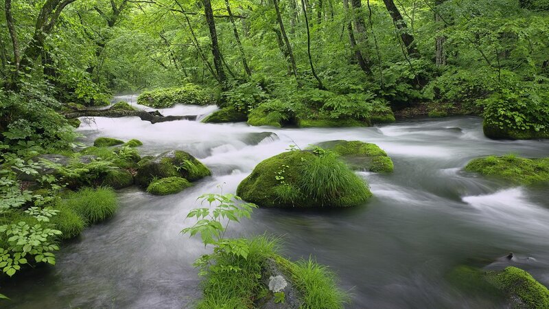 Forest stream with mossy rocks
