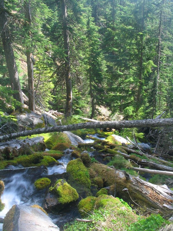 Forest stream with mossy rocks