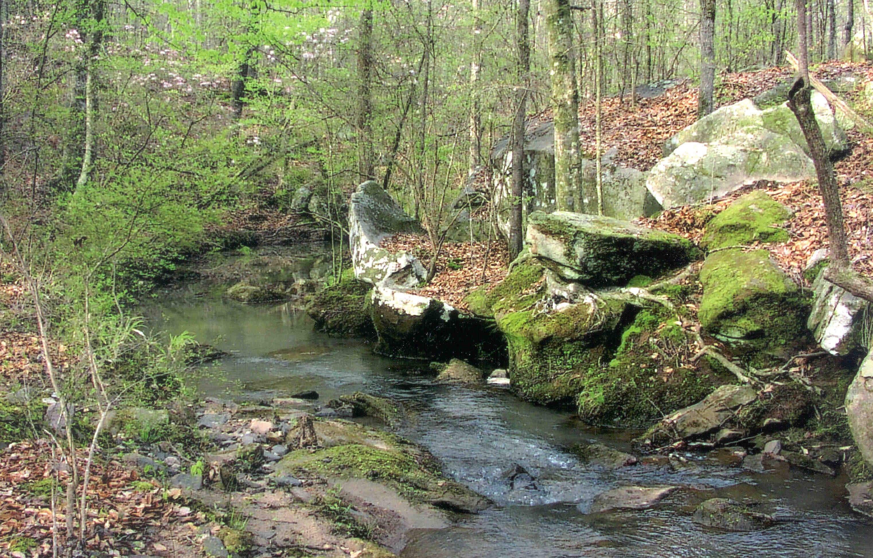 Forest stream with mossy rocks