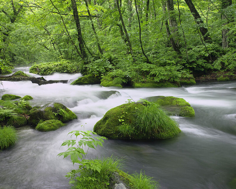 Forest stream with mossy rocks