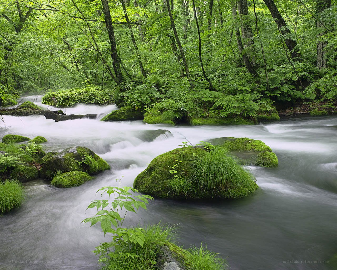 Forest stream with mossy rocks