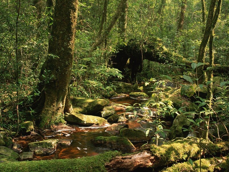 Forest stream with mossy rocks
