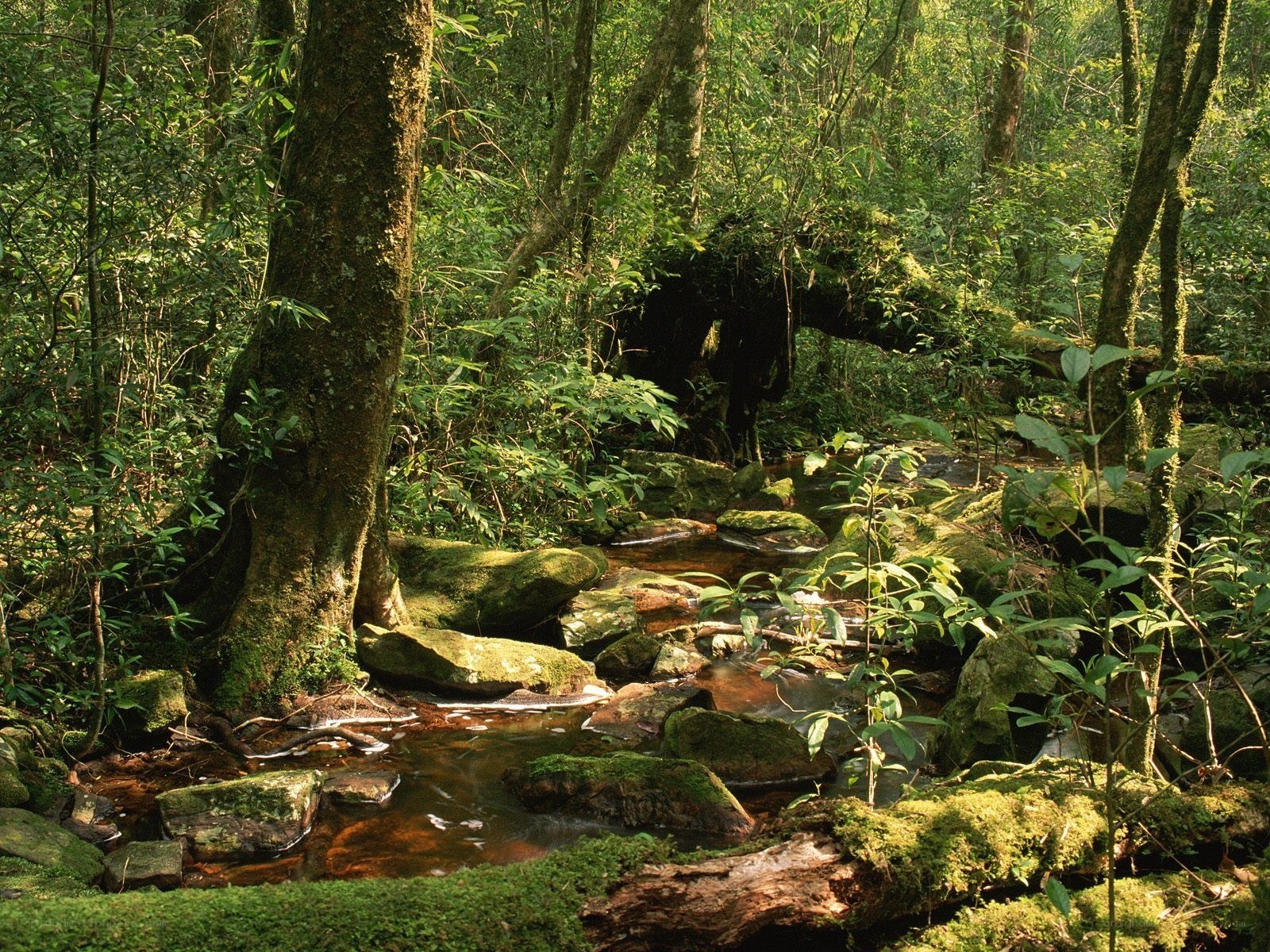 Forest stream with mossy rocks