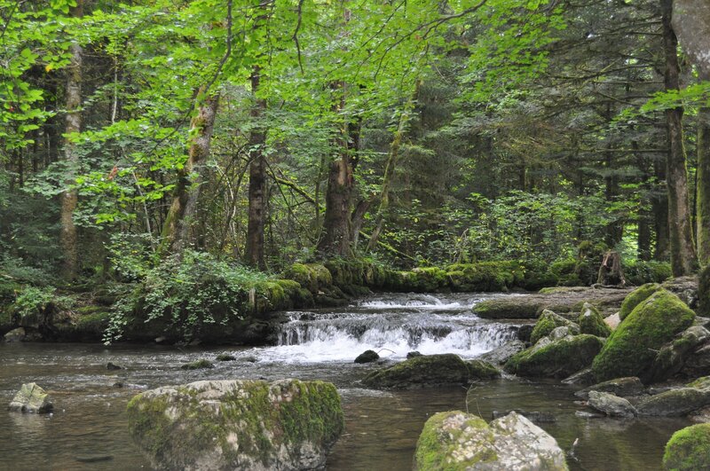 Forest stream with mossy rocks