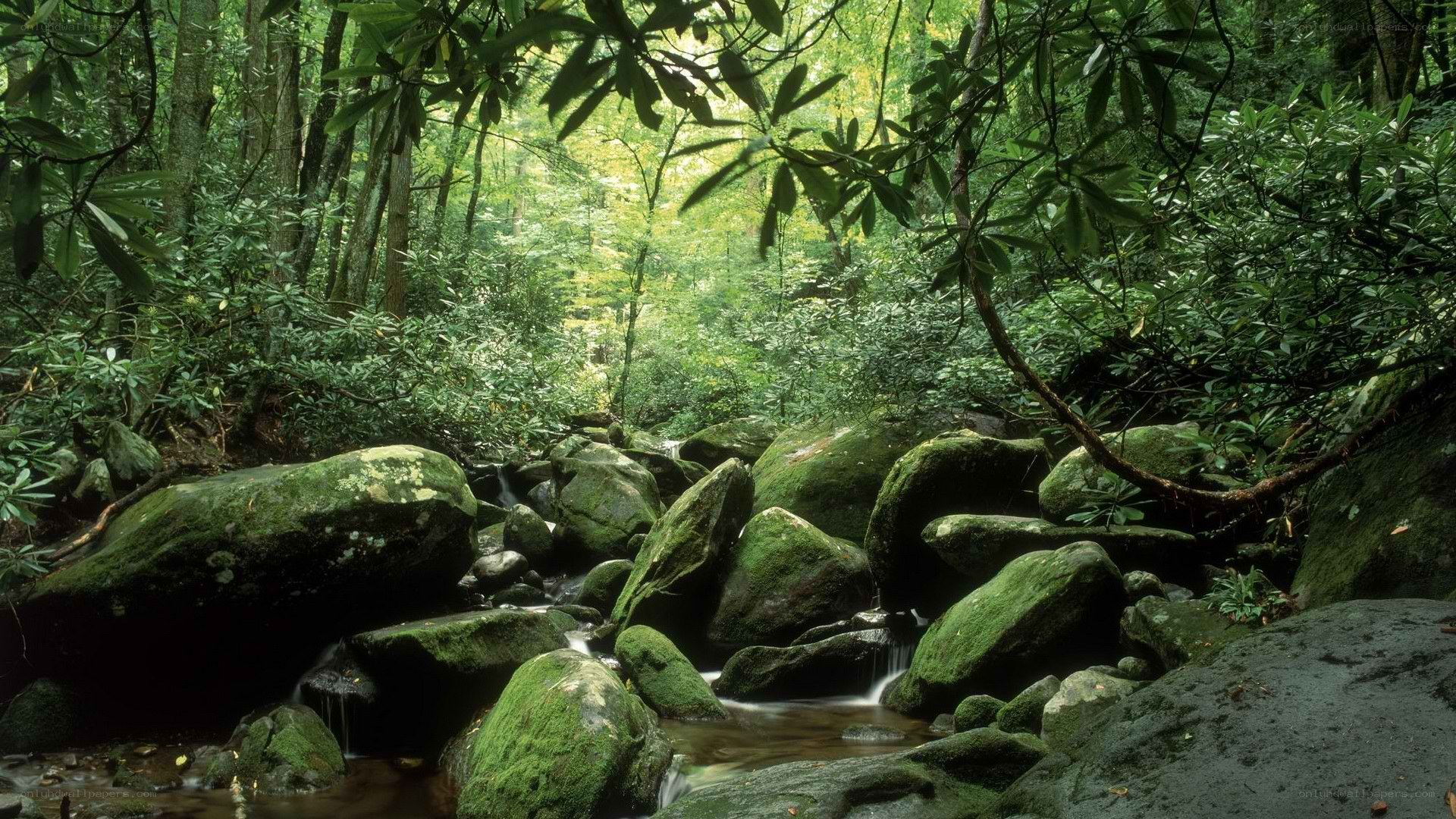 Forest stream with mossy rocks