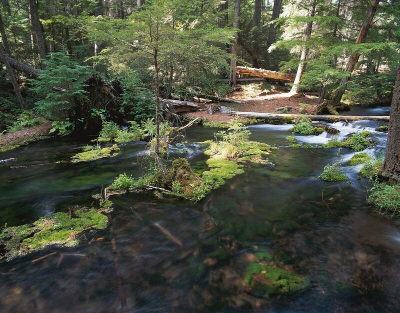 Forest stream with mossy rocks