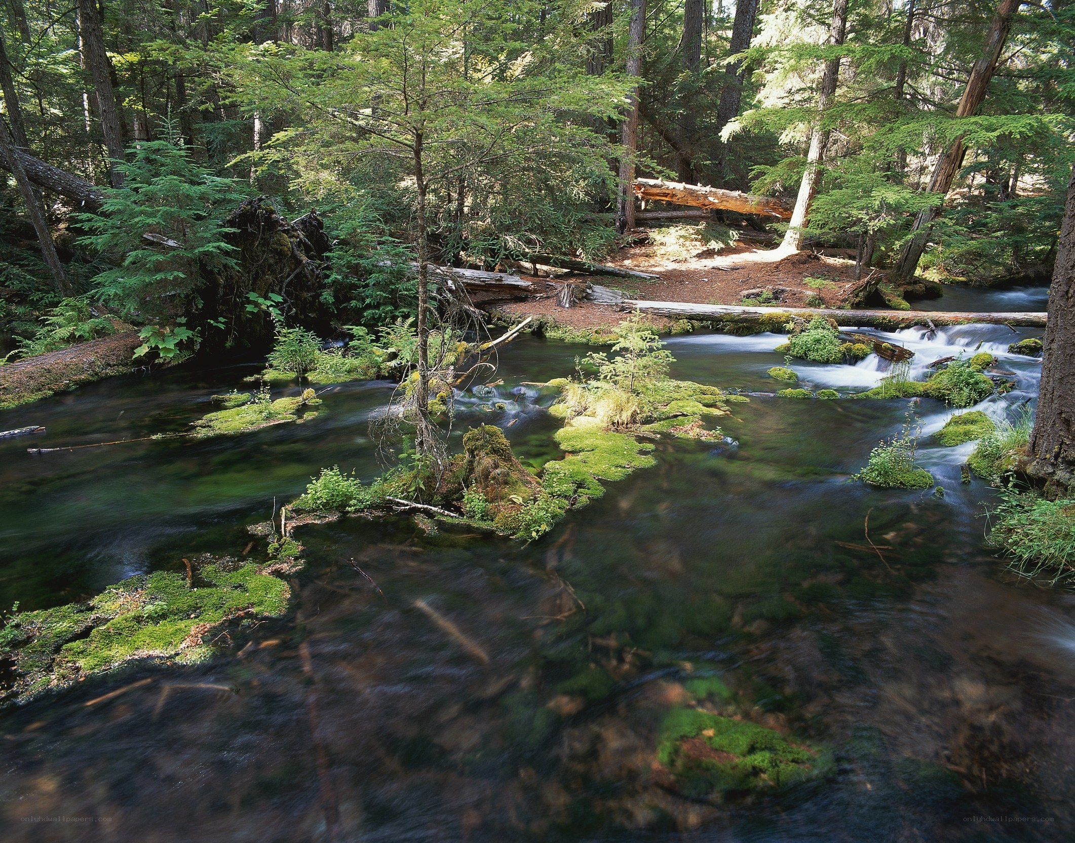 Forest stream with mossy rocks