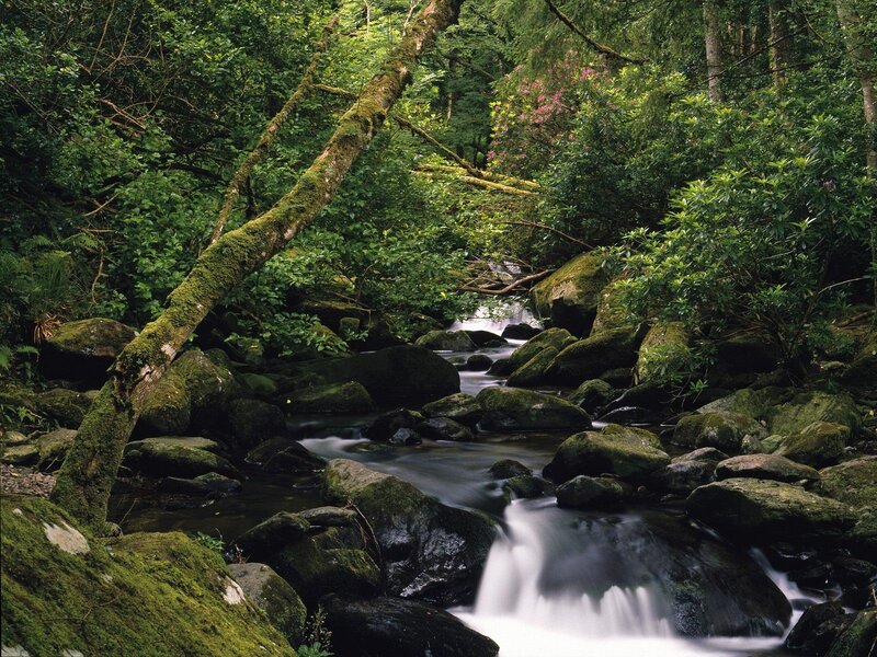 Forest stream with mossy rocks