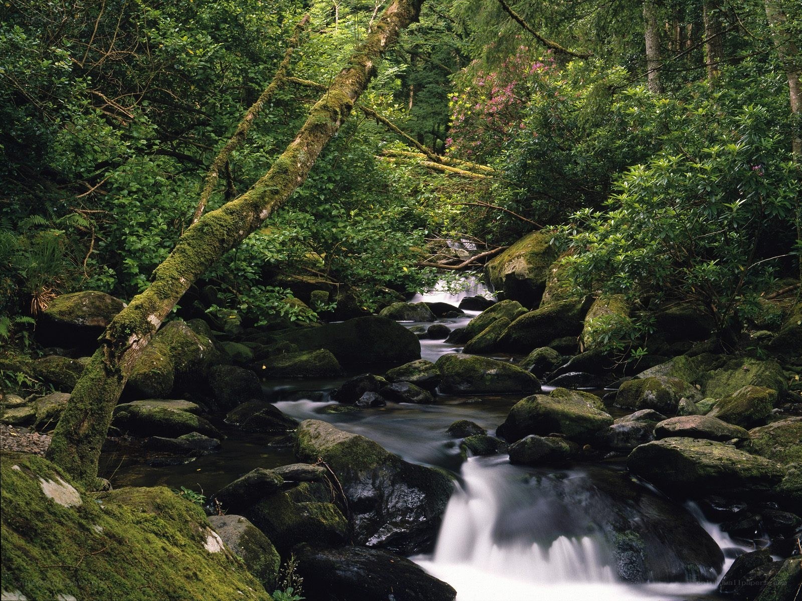 Forest stream with mossy rocks