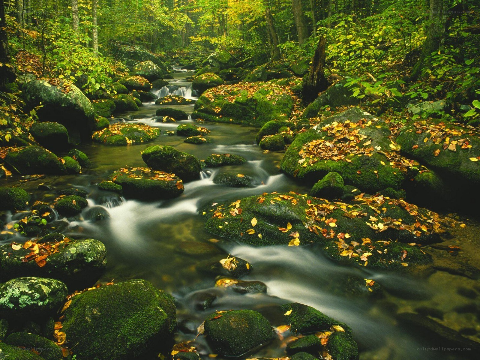 Forest stream with mossy rocks