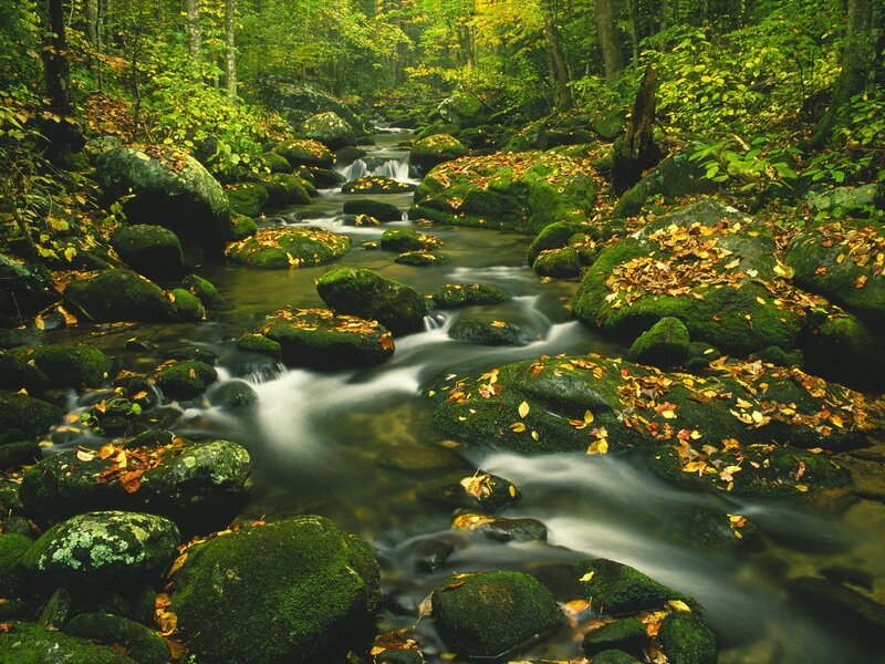 Forest stream with mossy rocks