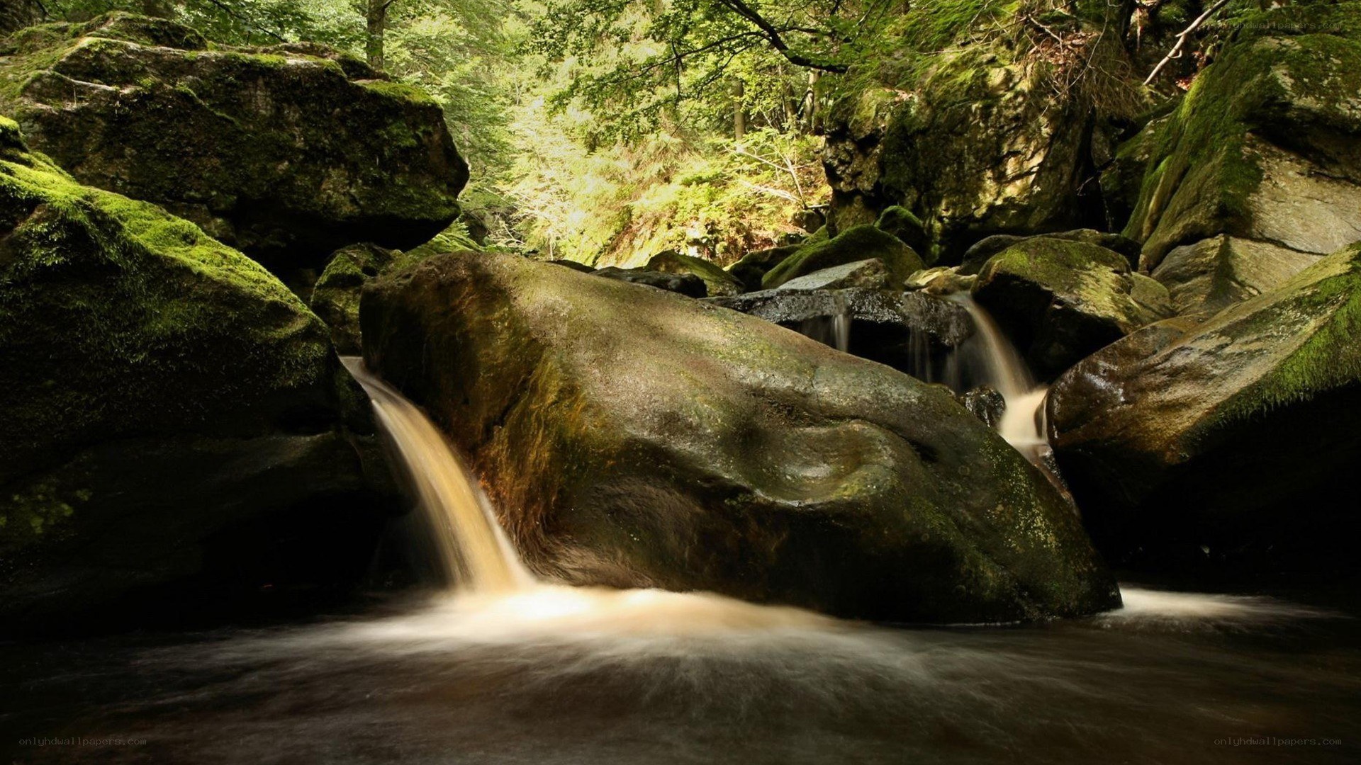 Forest stream with mossy rocks