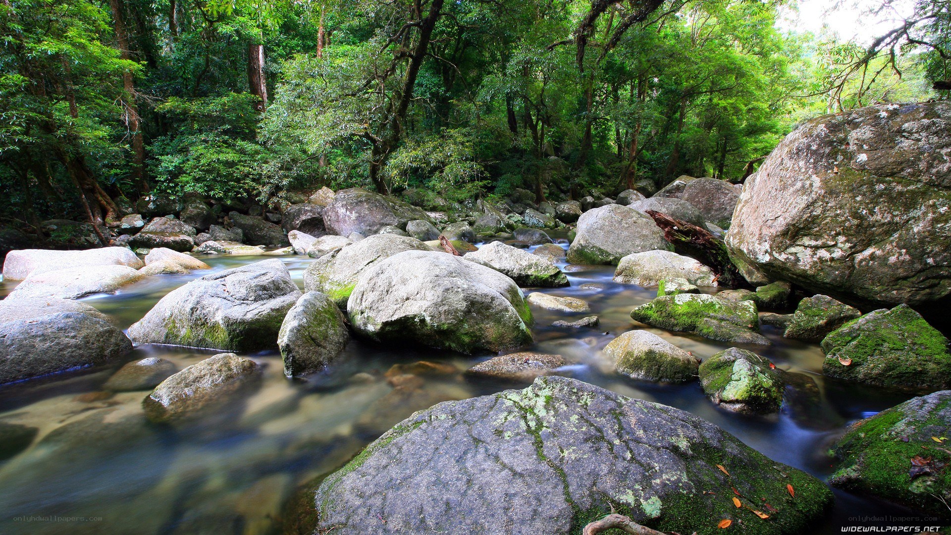 Forest stream with mossy rocks