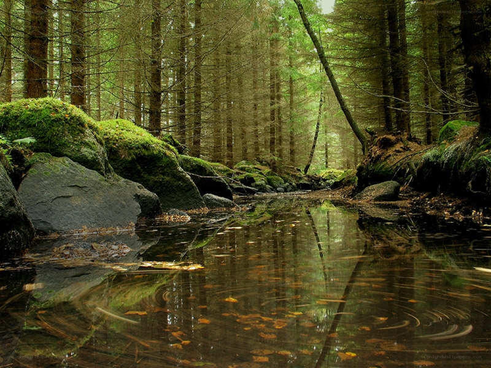 Forest stream with mossy rocks