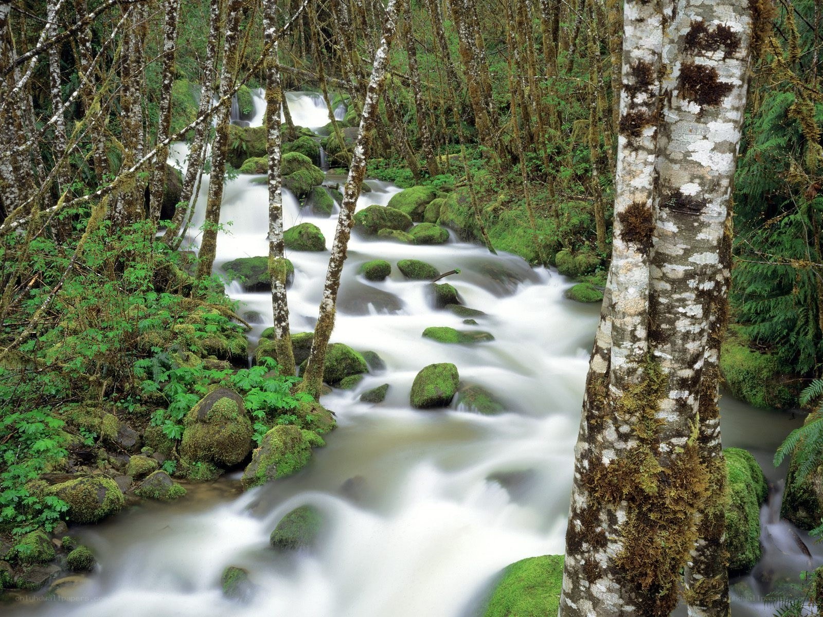 Forest stream with mossy rocks