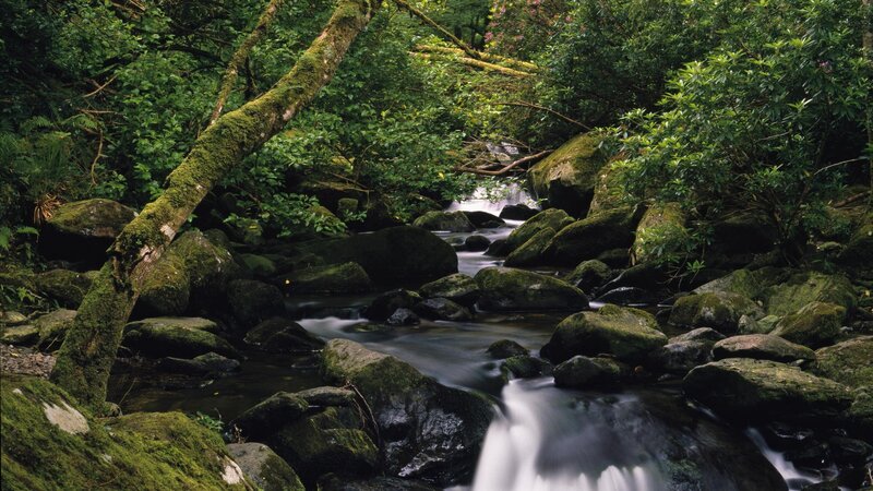 Forest stream with mossy rocks