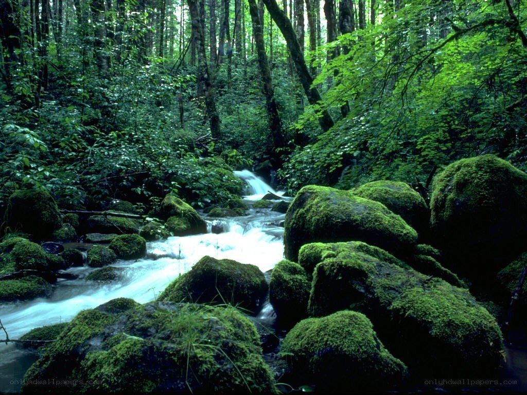 Forest stream with mossy rocks