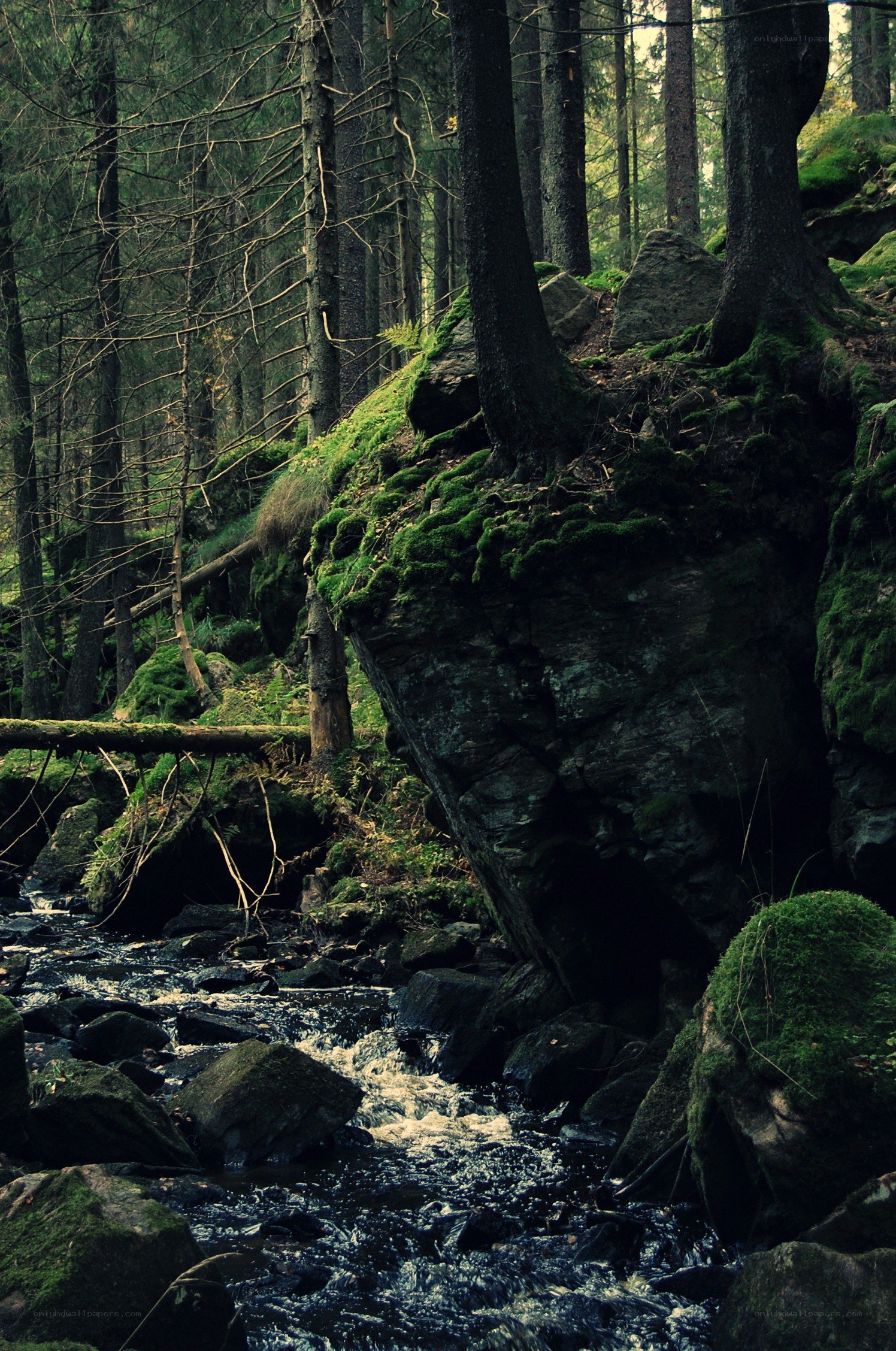 Forest stream with mossy rocks